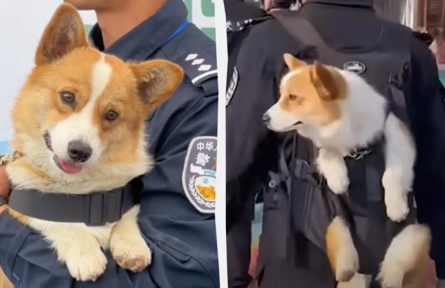 В Китае пса-полицейского лишили премии из-за сна на работе
