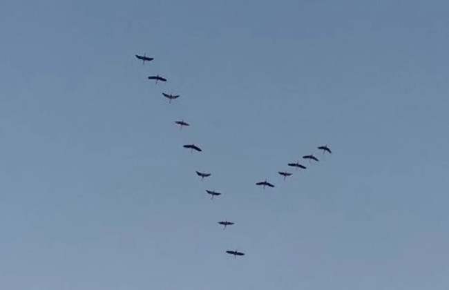 На Волынь возвращаются журавли