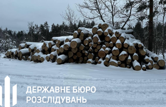 Судитимуть злочинну групу, яка вирубала 100-річні дуби у Чорнобильському заповіднику