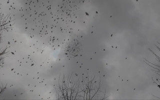 Граки масово кружляють зграями над Києвом – у чому причина, відео