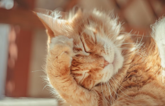 В Киеве за последние шесть дней января зафиксировали 11 температурных рекордов