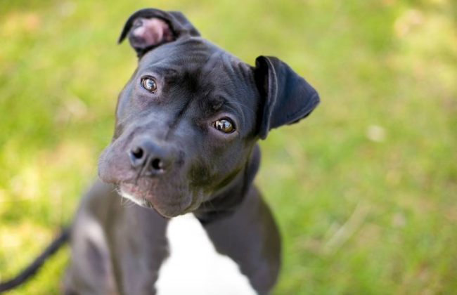 У США чоловіка засудили до майже 500 років в’язниці за організацію собачих боїв