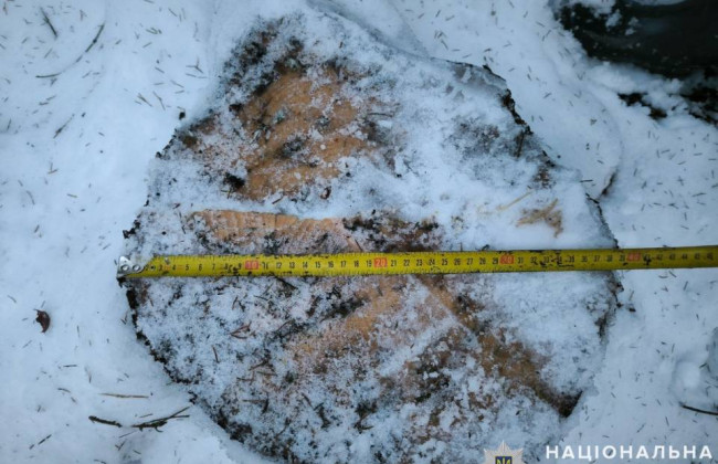 Ущерб на 200 тысяч — на Львовщине должностное лицо будут судить за незаконную рубку деревьев