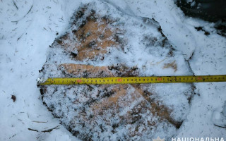 Збитки на 200 тисяч — на Львівщині посадовця судитимуть за незаконну рубку дерев