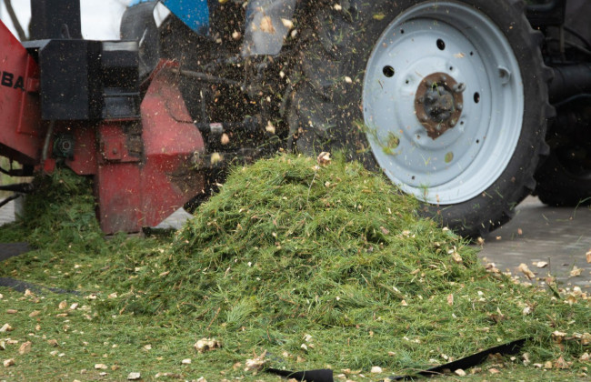 Киевляне сдали на экологическую утилизацию почти 9 тысяч хвойных деревьев – какие районы в лидерах