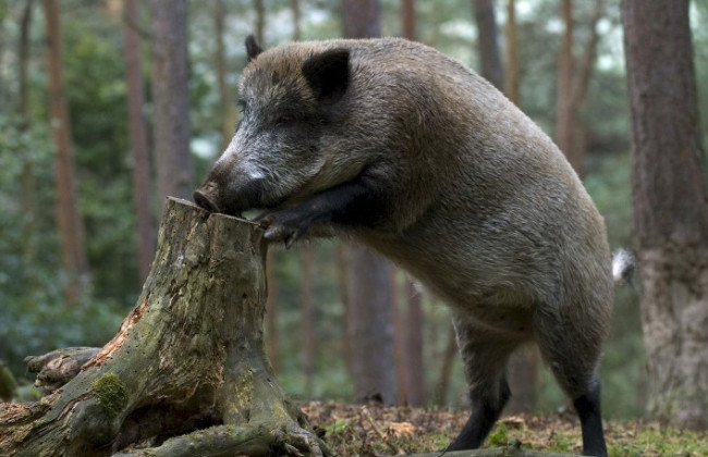 В Тернопольской области будут судить мужчин, которые гаечным ключом и ножом убили дикого кабана