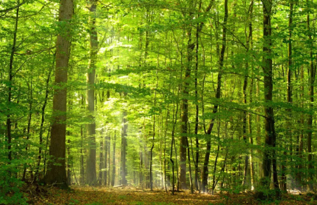 В Ровенской области государству вернули незаконно переданные в коммунальную собственность 11 га лесов