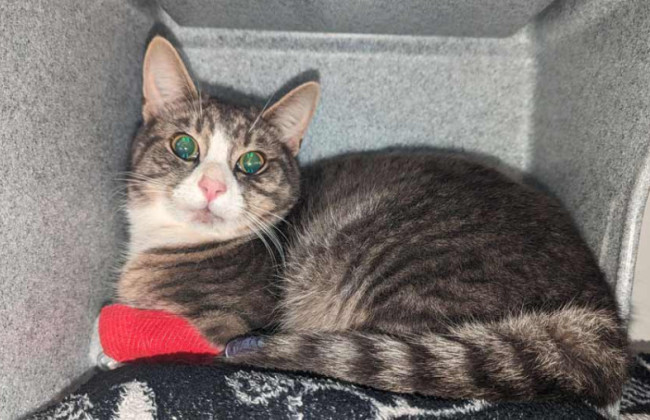 Суд запретил мужчине держать домашних животных после того, как он сломал коту лапу