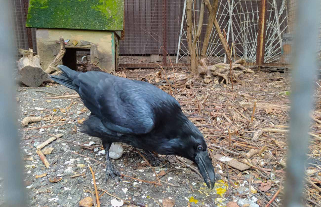 В КГГА сделали заявление о дальнейшей судьбе «Дворика с воронами» на Рейтарской в ​​Киеве