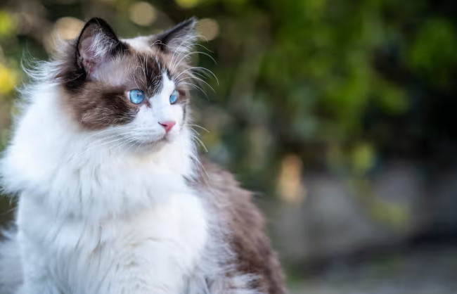 В Италии врач сделал своей кошке компьютерную томографию в больнице для людей и теперь его могут наказать