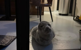 У Нідерландах тюлень «забронював» собі номер в готелі, фото