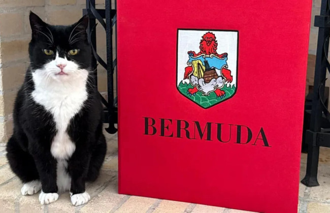 Британский «первый кошачий дипломат» получил новую миссию на Бермудских островах