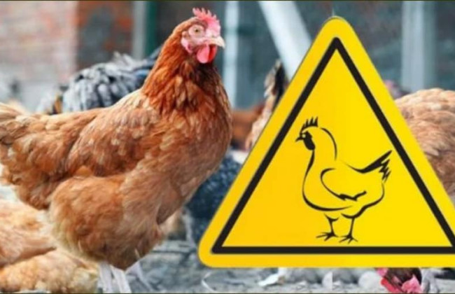 На Сумщине из-за случая птичьего гриппа объявили карантин