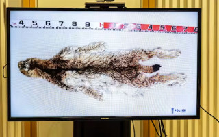 У Фінляндії розпочався суд над 31 мисливцем за знищення рідкісних видів тварин