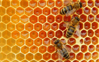 В Україні запустили електронний сервіс Є-Бджільництво