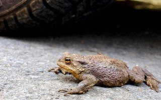 В Великобритании на шесть недель перекроют дорогу из-за миграции лягушек