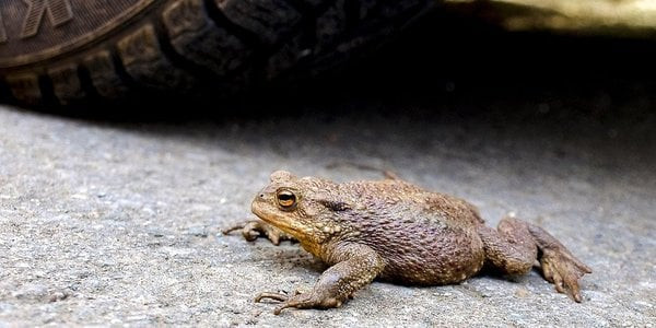 У Великій Британії на шість тижнів перекриють дорогу через міграцію жаб