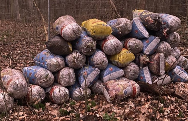 В Лейпциге задержаны россияне, собиравшие черемшу для продажи в Россию