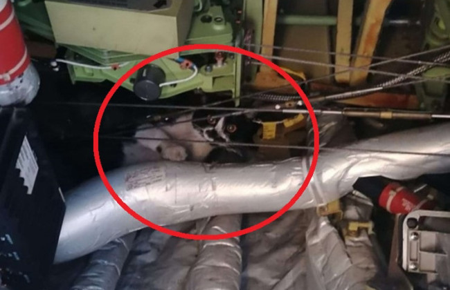 Хвостатый «безбилетный пассажир» задержал рейс Ryanair в Риме на два дня