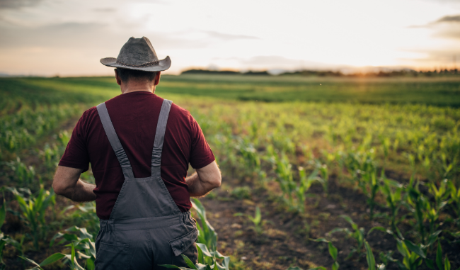 Налоговая объяснила, кого семейное фермерское хозяйство может привлекать к работе