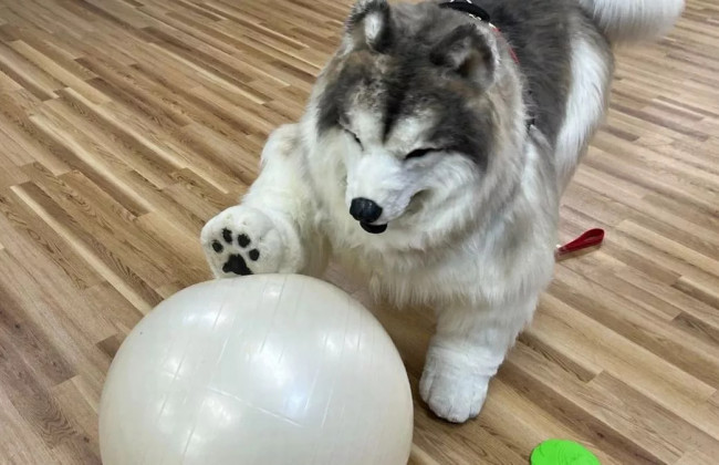 Мужчина, который стал собакой, открыл «зоопарк» для людей, которые хотят почувствовать себя животными