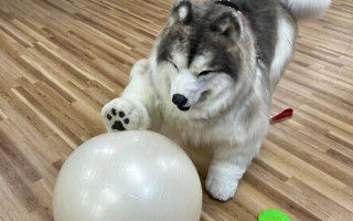Мужчина, который стал собакой, открыл «зоопарк» для людей, которые хотят почувствовать себя животными