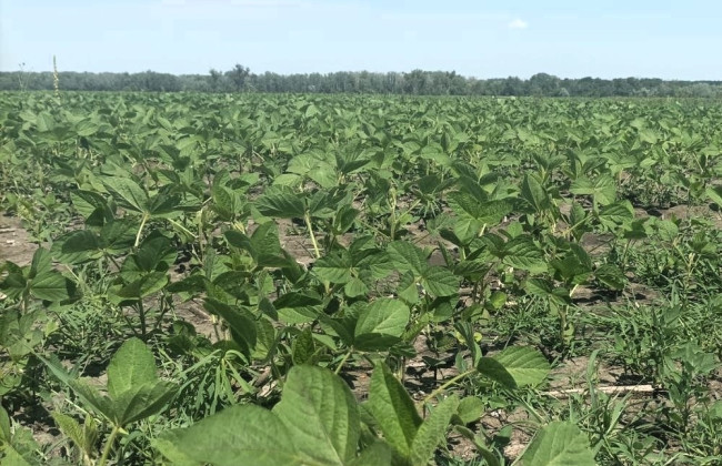 Жителя Полтавщины обязали вернуть 30 га земли сельсовету из-за нарушения условий аренды