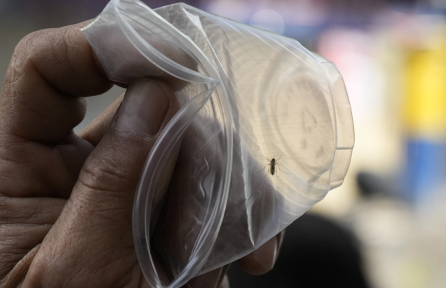 На Филиппинах за вылов комаров власть предлагает людям деньги