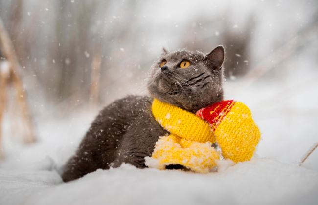 В выходные в Украине ожидается усиление морозов до 22 градусов