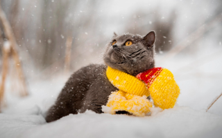 В выходные в Украине ожидается усиление морозов до 22 градусов