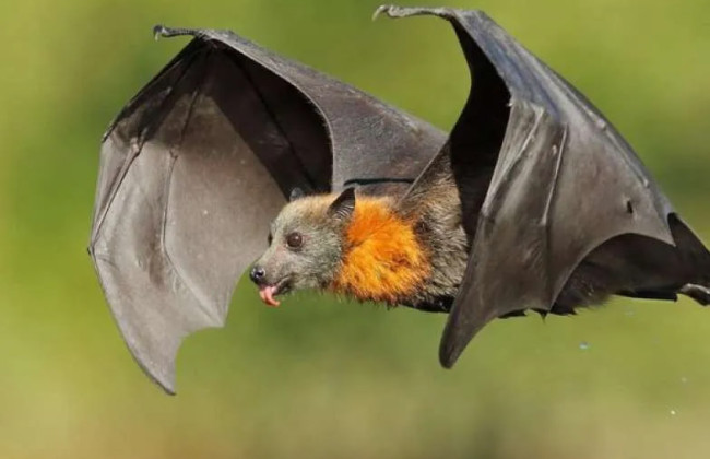 В Китае обнаружили новый коронавирус летучих мышей, который может передаваться человеку