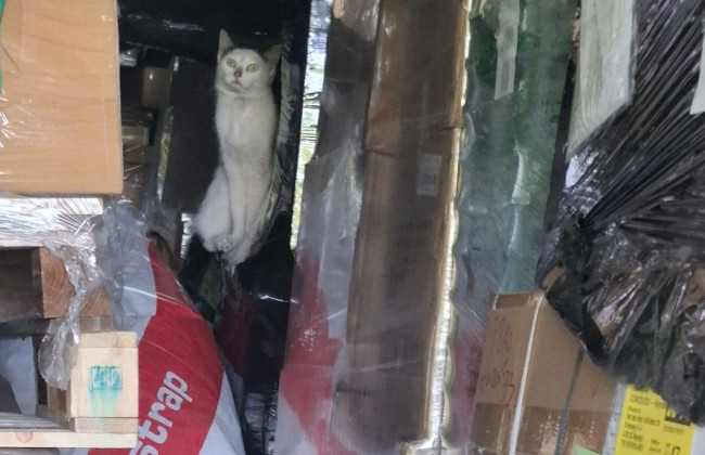 Кіт випадково проплив через океан у контейнері, він був у дорозі кілька тижнів – що з ним