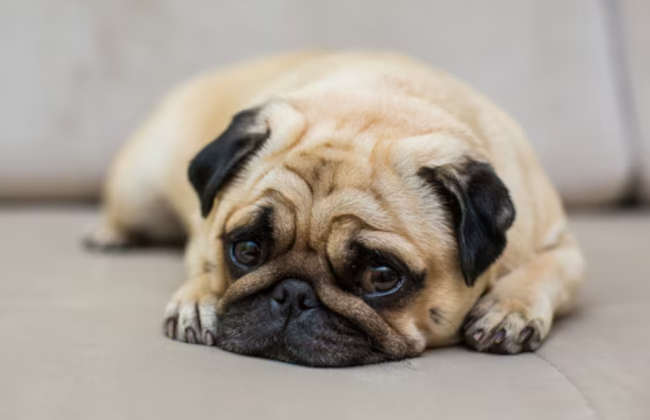 Ученые могут определять болезни животных с помощью искусственного интеллекта