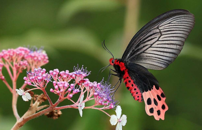 14-річний хлопець ввів собі в ногу рештки метелика і помер
