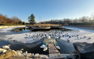 Под Киевом могут закрыть единственное приют для лебедей в Украине – зооспасатели бьют тревогу