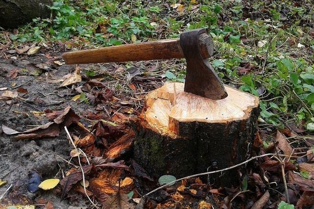 На Хмельниччині двох чоловіків зобов’язали сплатити майже 230 тисяч гривень шкоди за незаконну порубку лісу