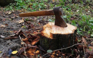 В Хмельницкой области двух мужчин обязали выплатить почти 230 тысяч гривен ущерба за незаконную порубку леса