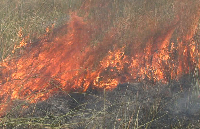 Во Львовской области от пожара из-за сжигания сухостоя погибла женщина