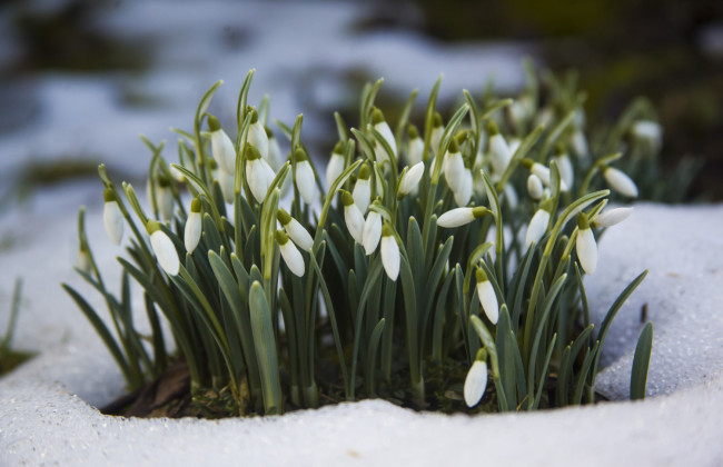 Какой штраф грозит за продажу или сбор раннецветущих весенних растений