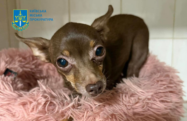 В Киеве будут судить мужчину, который бил и заставлял собаку есть фекалии