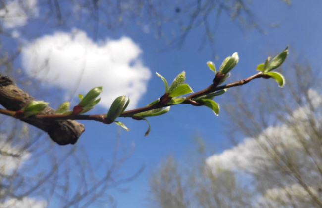 В Украине до конца недели будет тепло – синоптики прогнозируют до +18 градусов