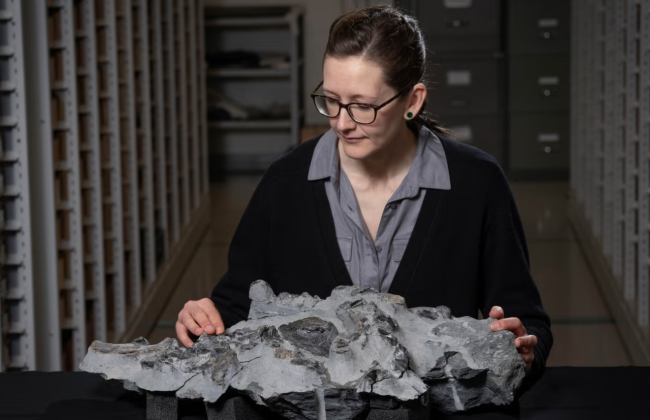 На острове Скай в Шотландии достали останки динозавра размером с пони – фото