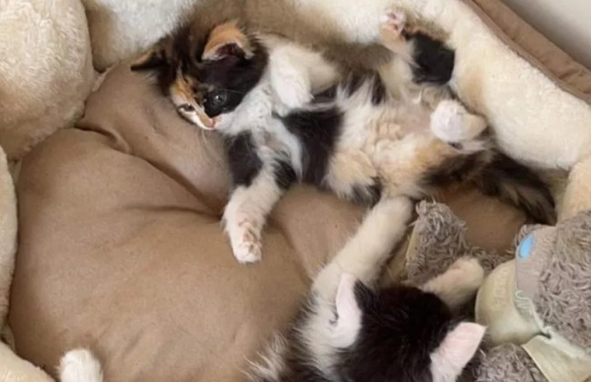 Мужчину посадили в тюрьму за то, что он убил свою кошку, наступив на нее ногой