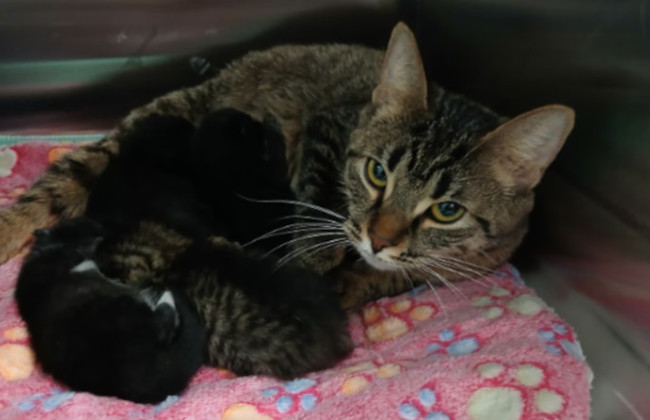 У США чоловіка можуть відправити за ґрати за те, що він викинув котів на вулицю в морозну погоду