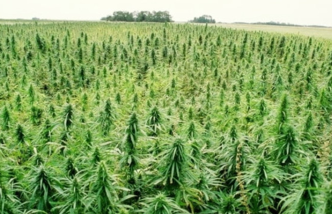 Правительство запускает в Украине систему єКоноплі