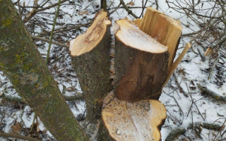 На Хмельниччині чоловік зрубав дерева вартістю майже пів мільйона