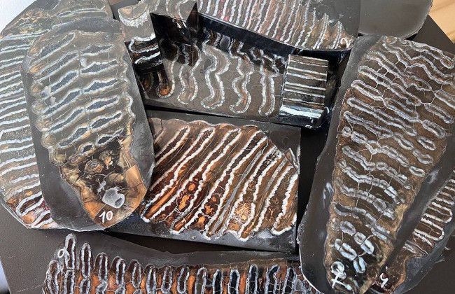 «Заготовки для рукоделия» — львовянин пытался отправить в Болгарию зубы мамонтов, которым 774 тысячи лет, фото