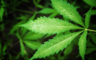 еКонопля запущена – как изменится рынок промышленной конопли