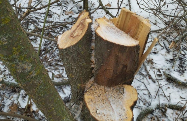 В Хмельницкой области мужчина срубил деревья стоимостью почти полмиллиона