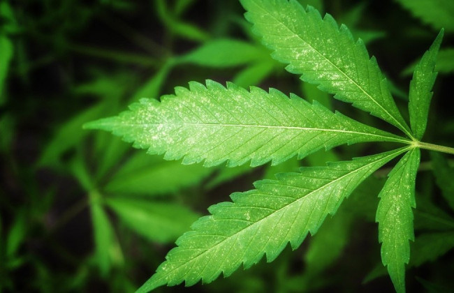 еКонопля запущена – как изменится рынок промышленной конопли